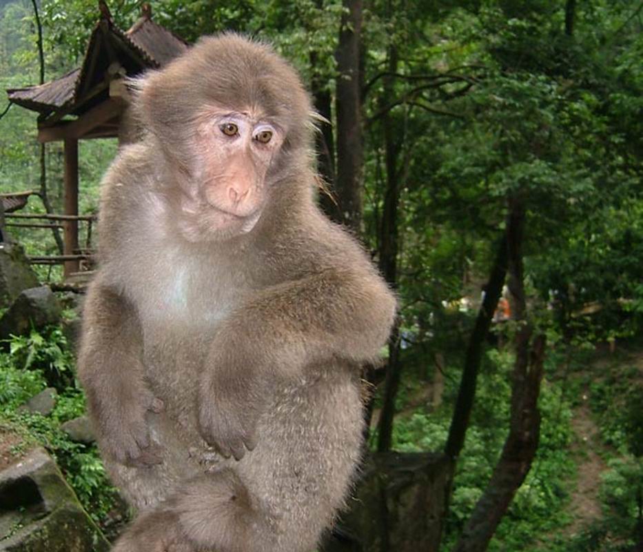  p>倭狐猴,主要分布在马达加斯加岛西南部的热带森林中.
