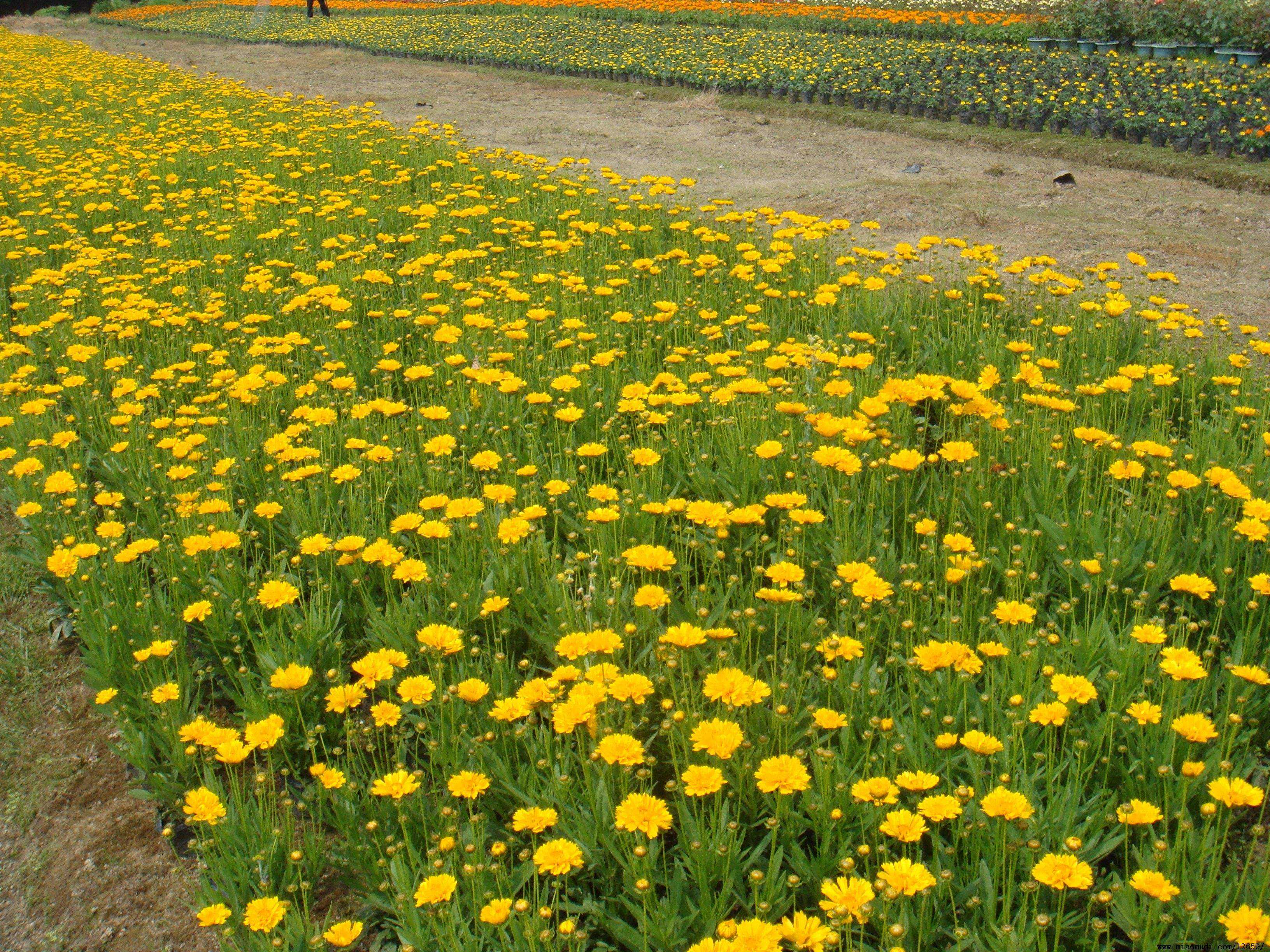 大花金鸡菊