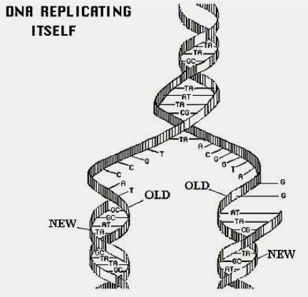 DNA复制（DNA双链在细胞分裂以前进行的复制过程）_百度百科