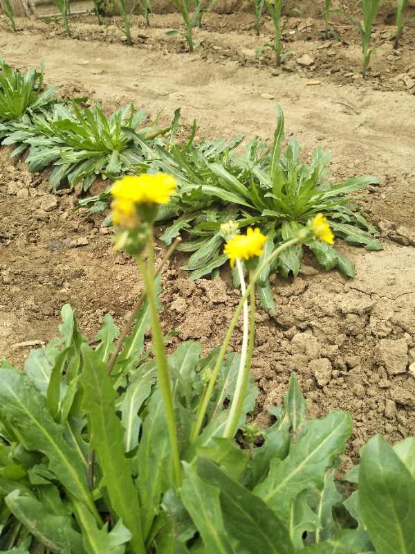  p>橡胶草(学名: i>taraxacum kok-saghyz /i> rodin)是菊科,蒲公英属