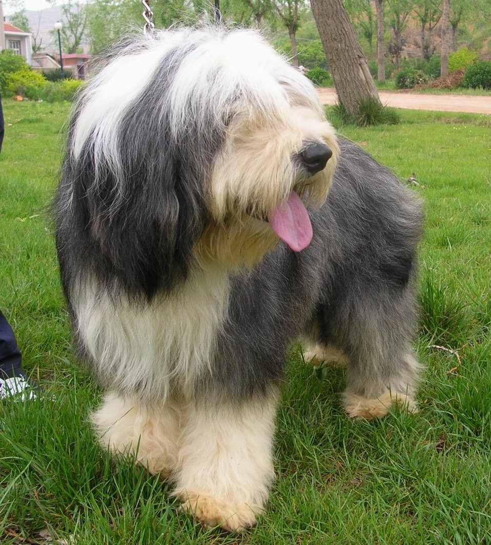 长须牧羊犬