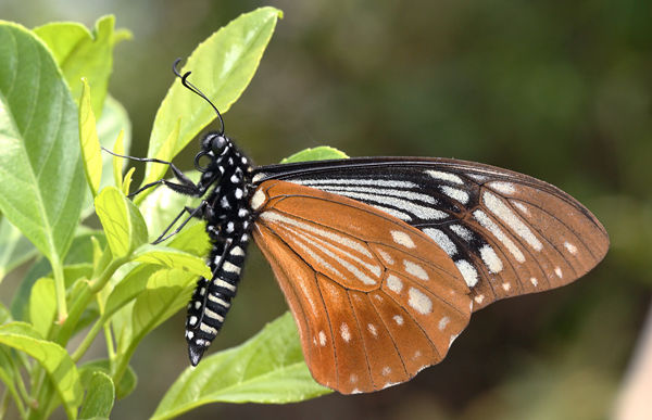  p>褐斑凤蝶( i>chilasa agestor /i>&nbsp;gray,1831)是 a href=