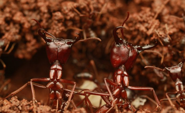 行军蚁