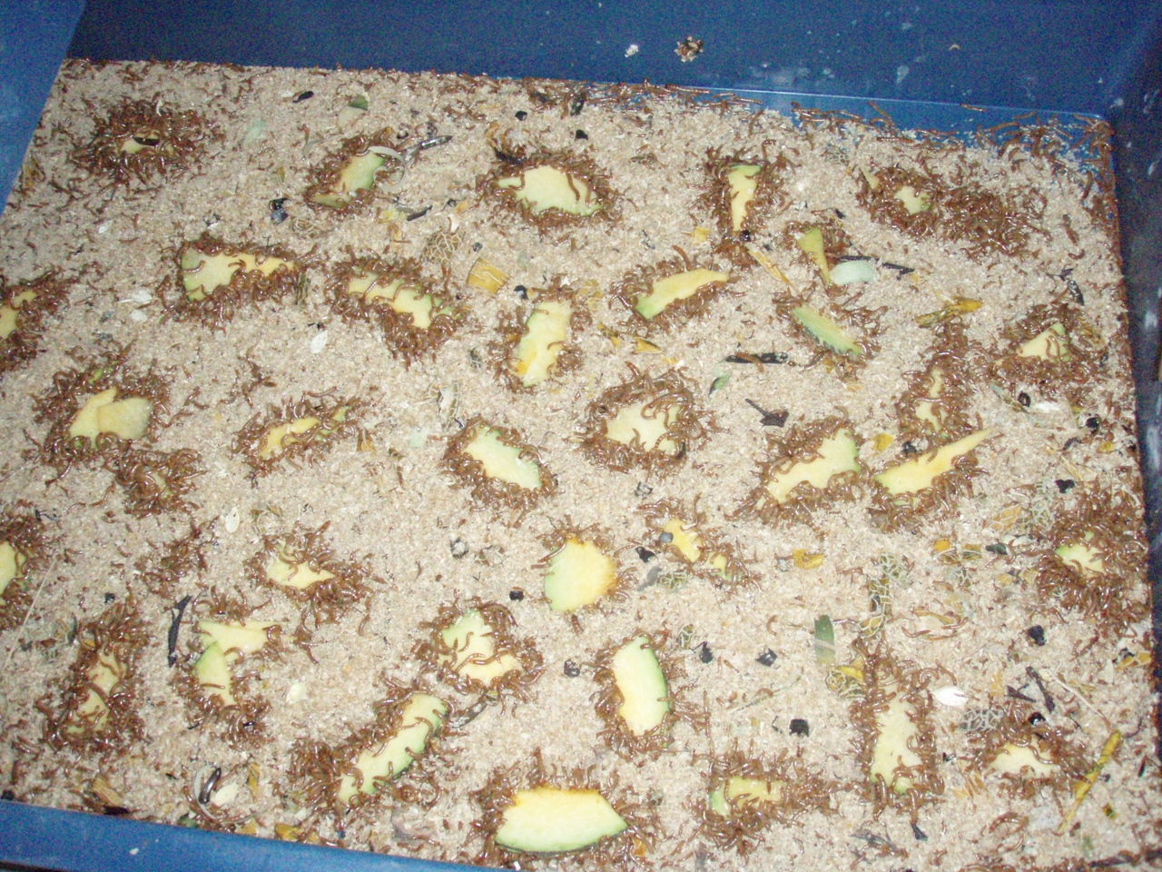 主要分布于中,南美洲,西印度群岛等地,又称超级面包虫,超级麦皮虫等