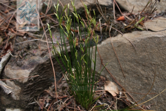 juncus setchuensis buchen.