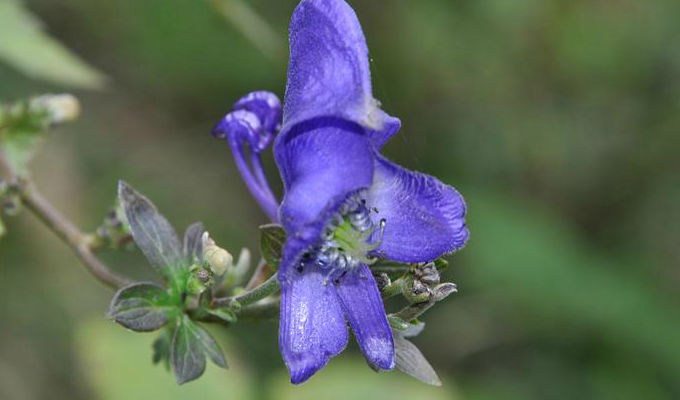  p>瓜叶乌头(拉丁学名: i>aconitum hemsleyanum /i> e. pritz.
