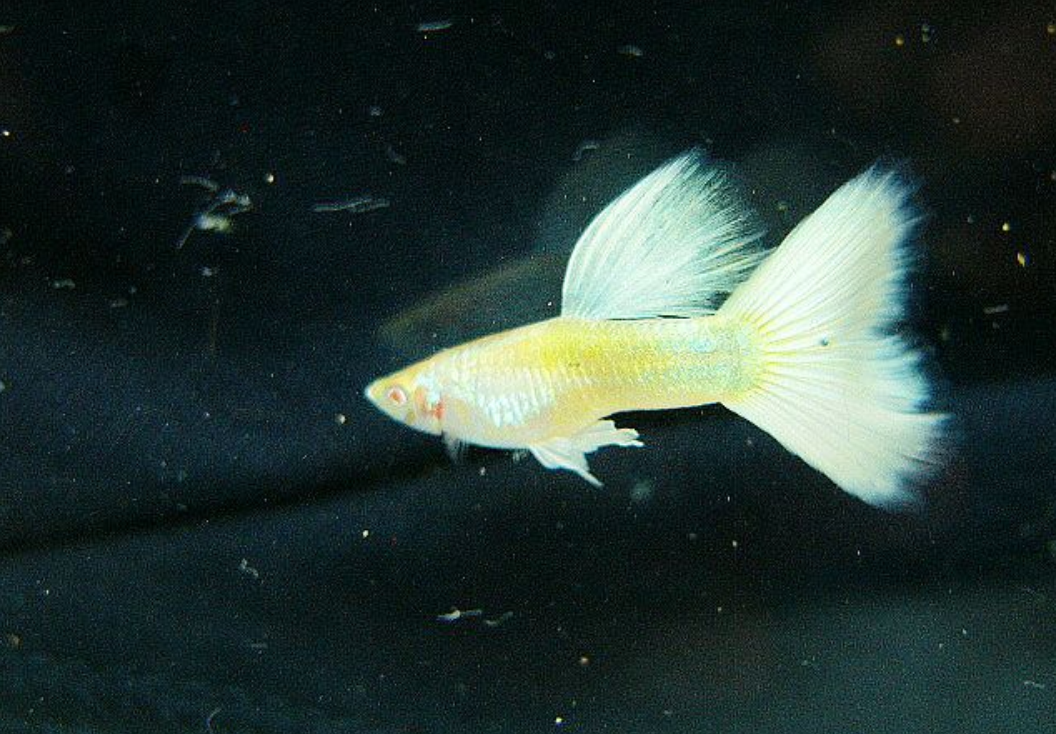 白金孔雀鱼