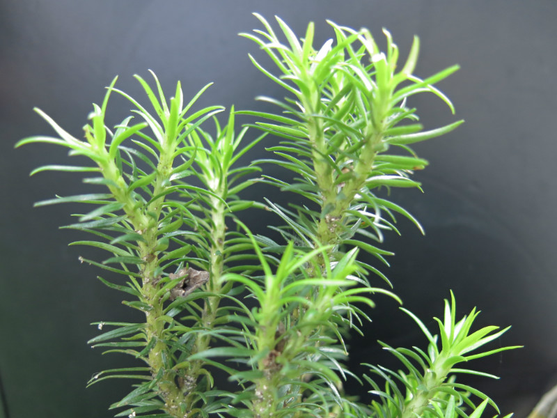  p>马尾杉(学名:phlegmariurus phlegmaria (l.