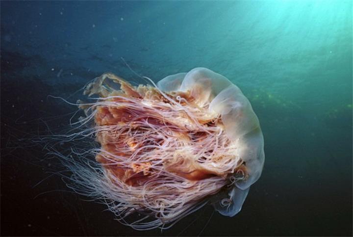 狮鬃水母是世界上体型最大的 a target=" blank" href=" item 水母