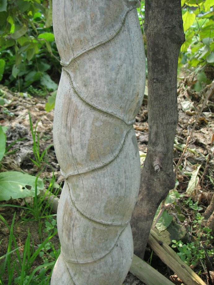  p>蕲竹源于桃枝竹,别名笛竹,丛竹,孝顺竹,蓬莱竹等.