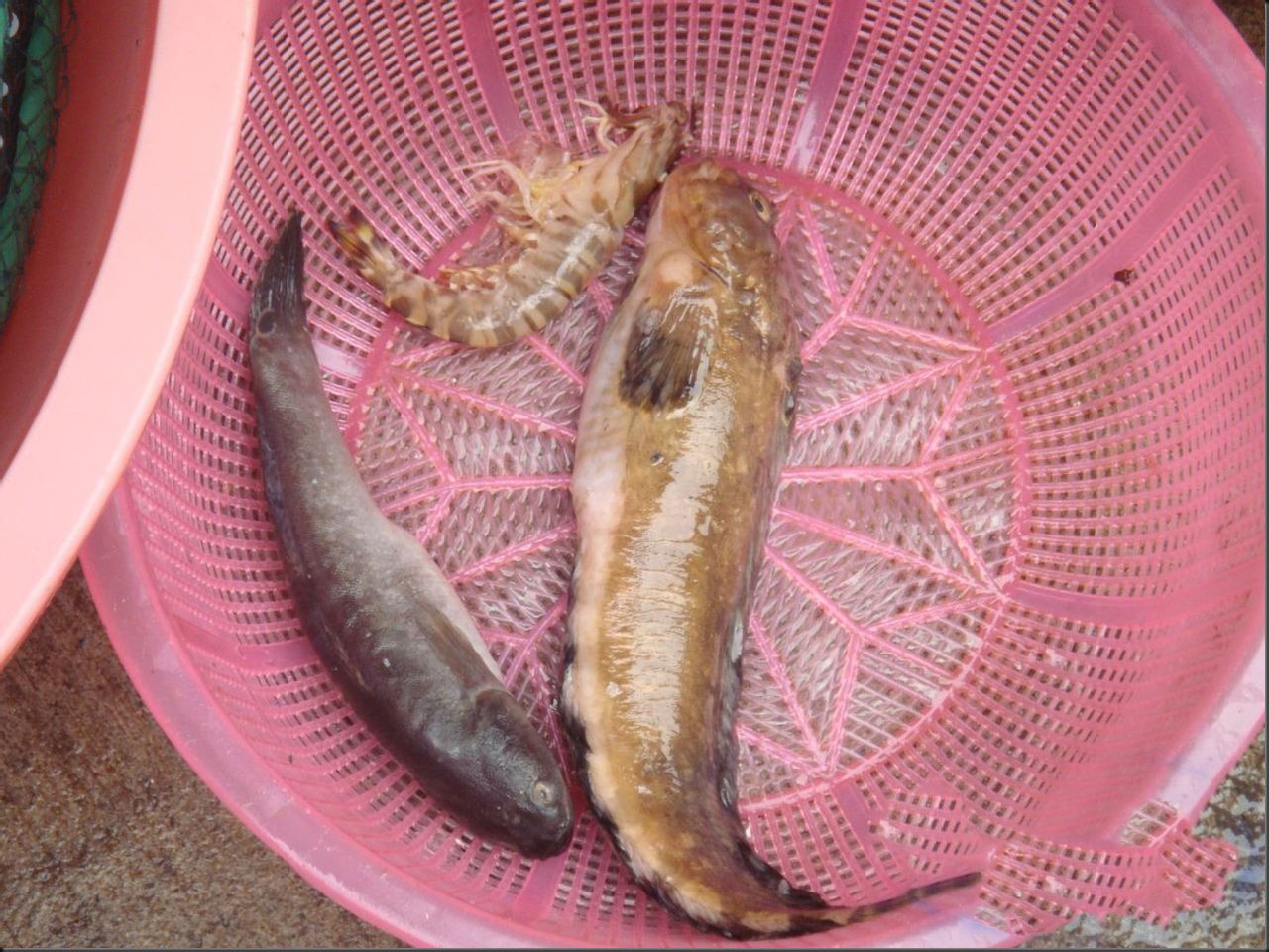 bostrichthys sinensis