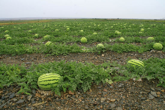 硒砂瓜分布于宁夏中卫市香山地区,它又被称为"戈壁西瓜"和"压砂西瓜"