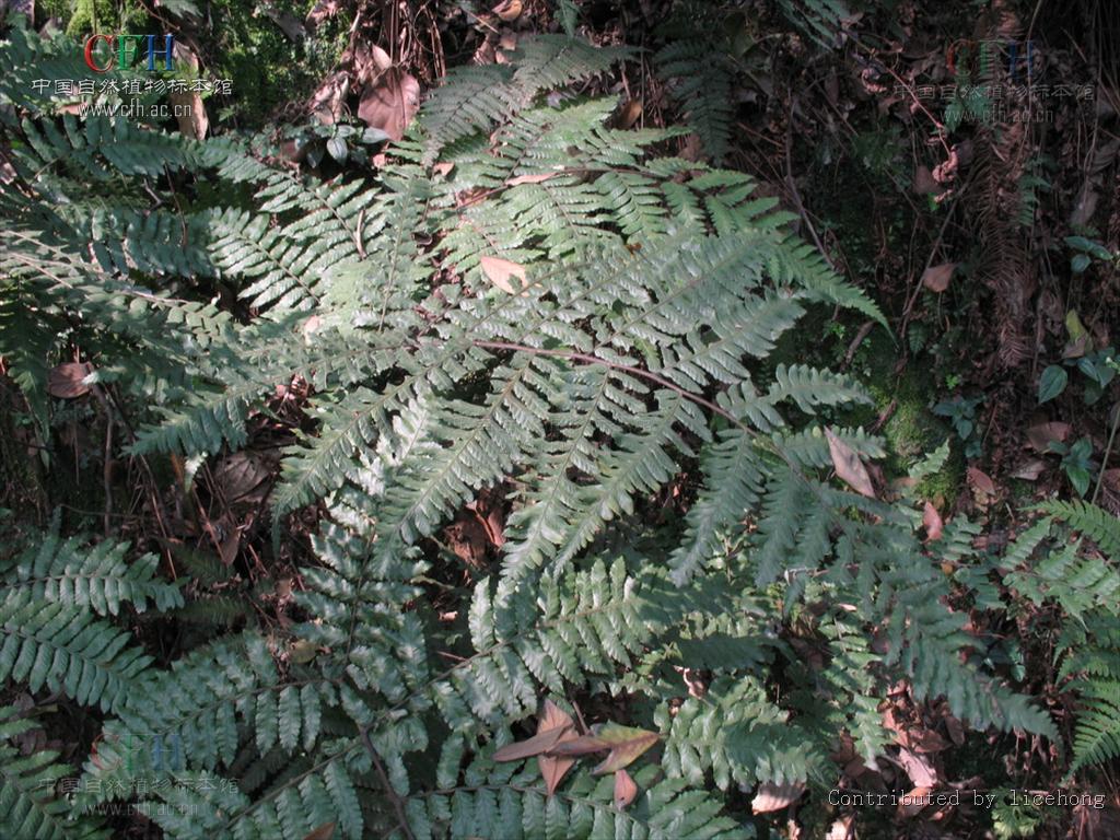 光叶小黑桫椤(变种)