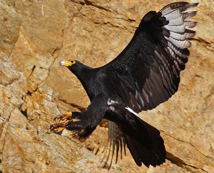  p>黑雕(学名: i>aquila verreauxii /i>):是鹰科,雕属的物种.