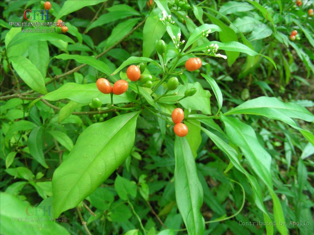  p>萝芙木属(学名:verticillata)是夹竹桃科下一个属,约135种,分布于