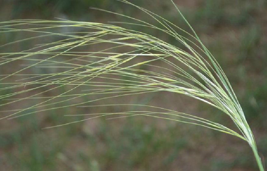  p>狼针草(学名: i>stipa baicalensis /i> roshev.