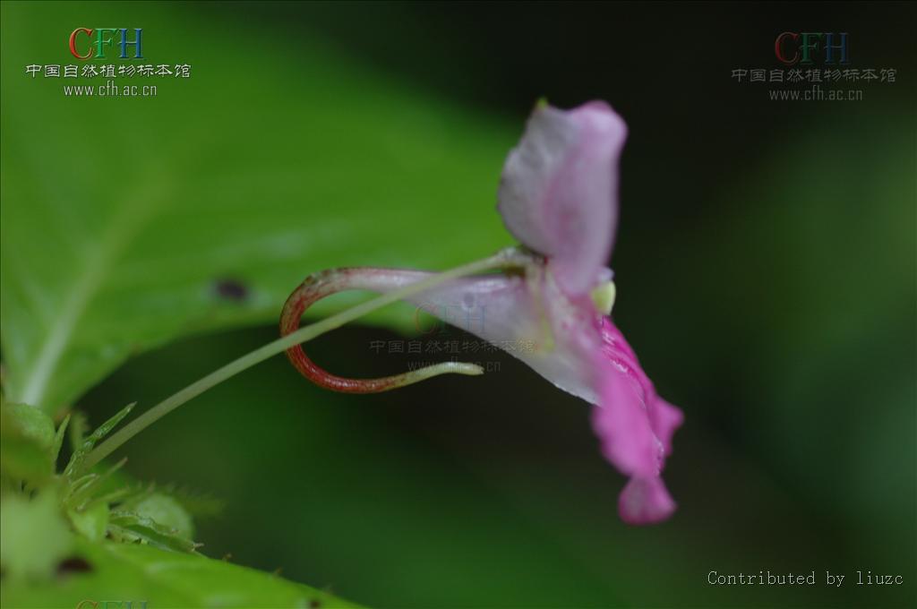 翼萼凤仙花
