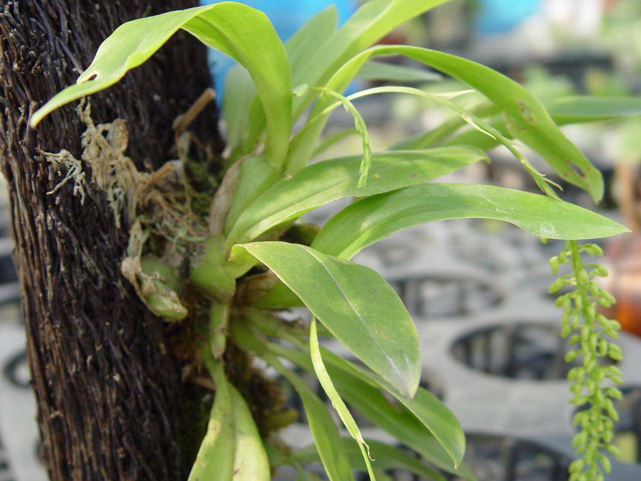  p>扁茎羊耳蒜是 a target="_blank" href="/item/兰科羊耳蒜属">兰科