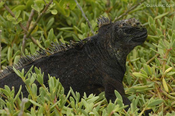  p>海鬣蜥(学名: i>amblyrhynchus cristatus /i>):是仅出没在 a href