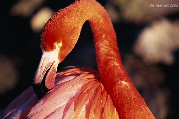 火烈鸟