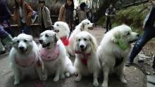 大白熊犬 百度百科