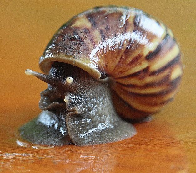  p>非洲大蜗牛(学名: i>achatina fulica /i>):是中大型的陆栖 a