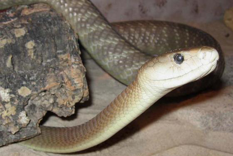  p>黑曼巴蛇(学名: i>dendroaspis polylepis /i>):是眼镜蛇科,黑曼巴