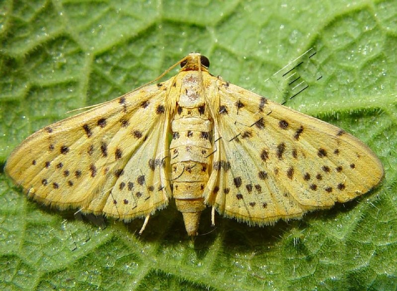 豹纹卷野螟