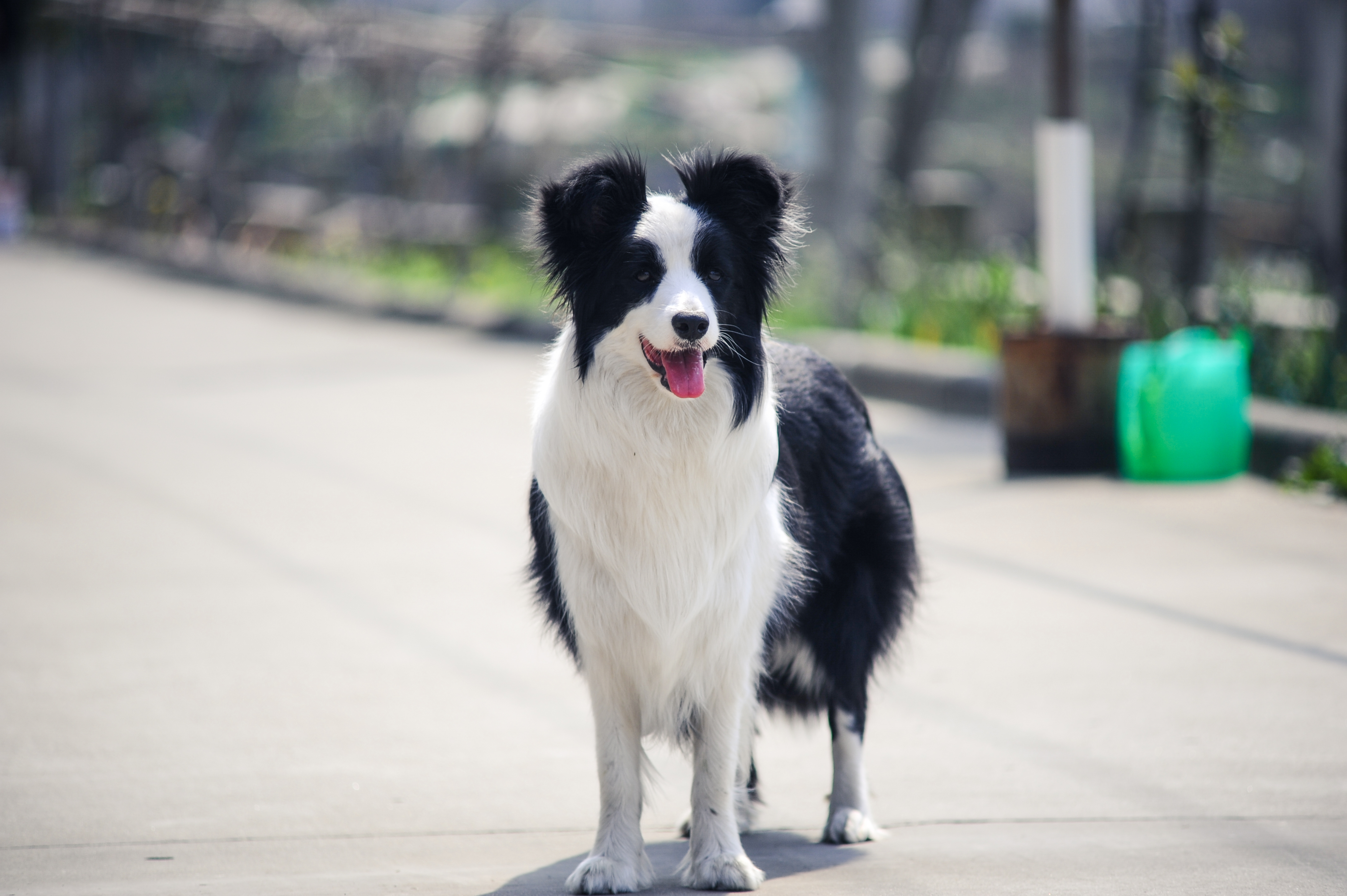  p>边境牧羊犬(英文名:border collie)是一种牧羊犬,为 a target="