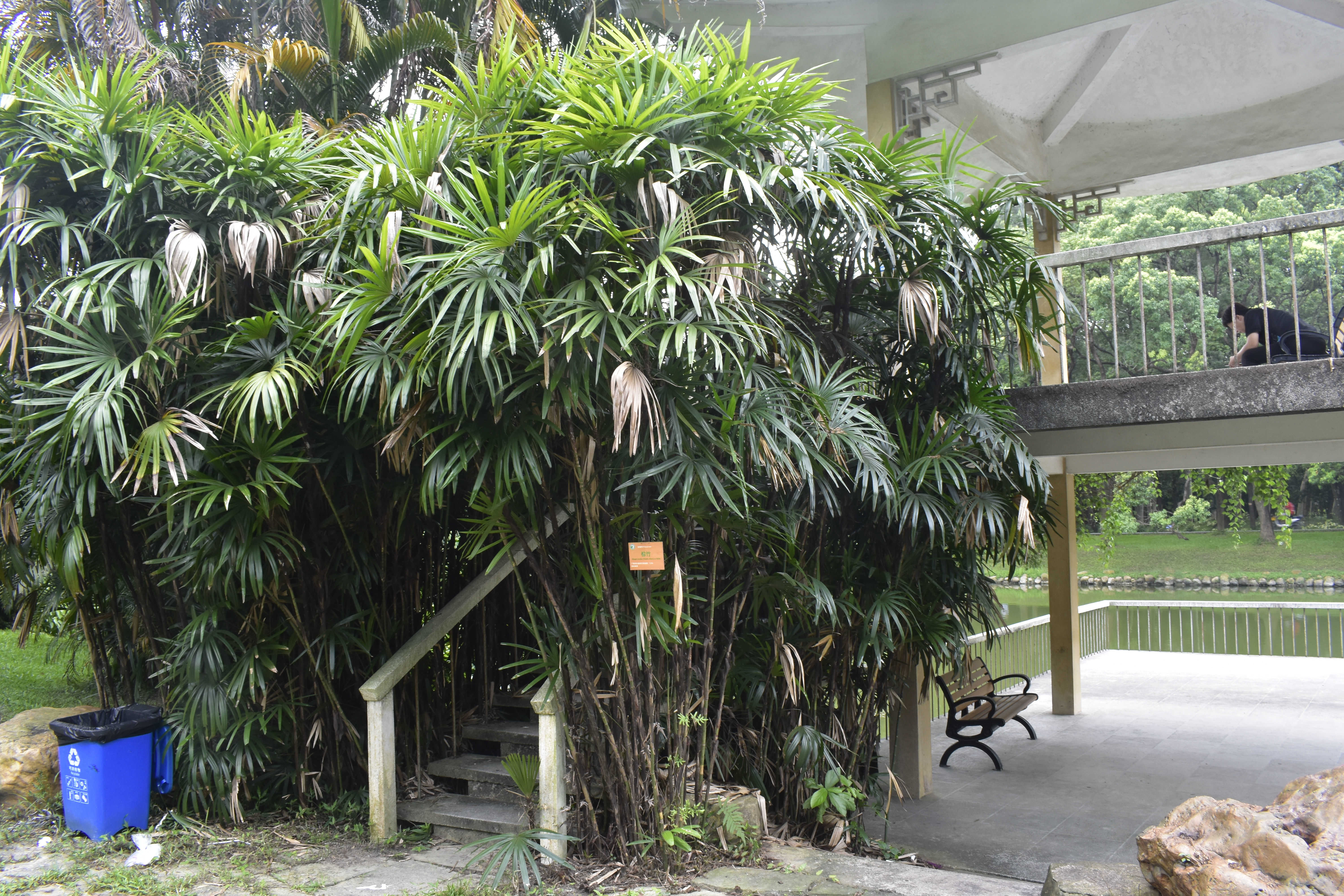 henry)棕榈科棕竹属丛生灌木植物,茎为圆柱形,有节;叶呈掌状深裂,宽