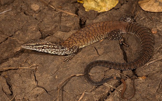  p>刺尾巨蜥(学名: i>varanus primordius /i>)是 a href="#" data