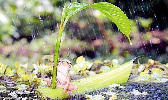 树蛙打伞