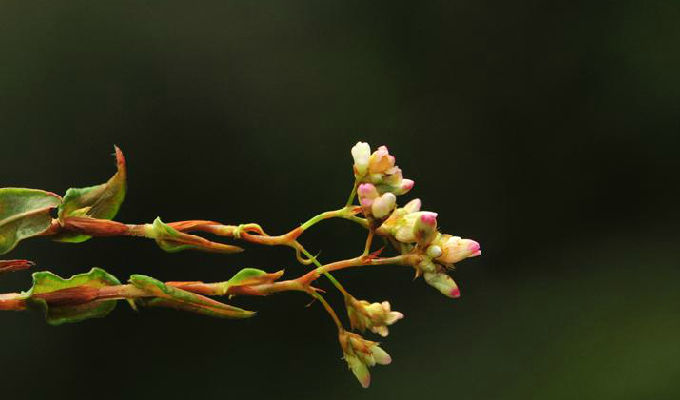  p>柳叶刺蓼(学名: i>polygonum bungeanum /i> turcz.
