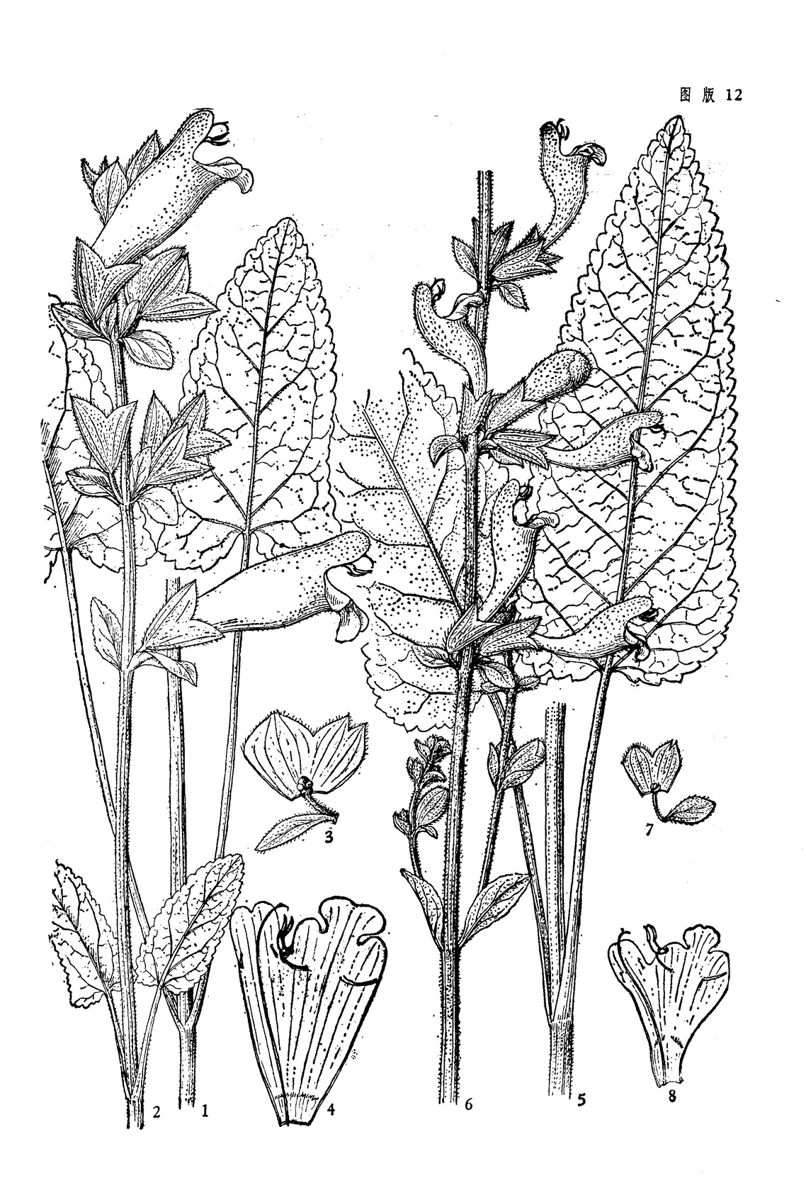  p> b>康定鼠尾草 /b>(学名: i>salvia prattii /i>)是唇形科鼠尾草属