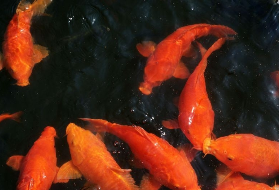  /p> p data-id="gnwisn2an1">红鲤鱼是一种可以长