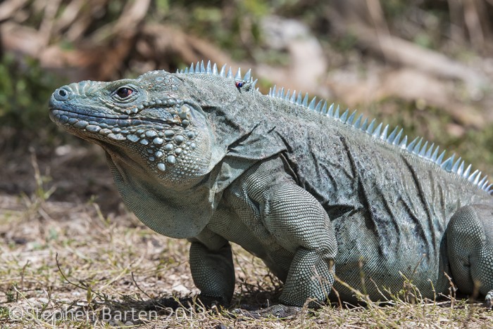  p>蓝岩鬣蜥,也叫开曼岛地面鬣蜥,大开曼岛蓝鬣蜥,大开曼鬣蜥.