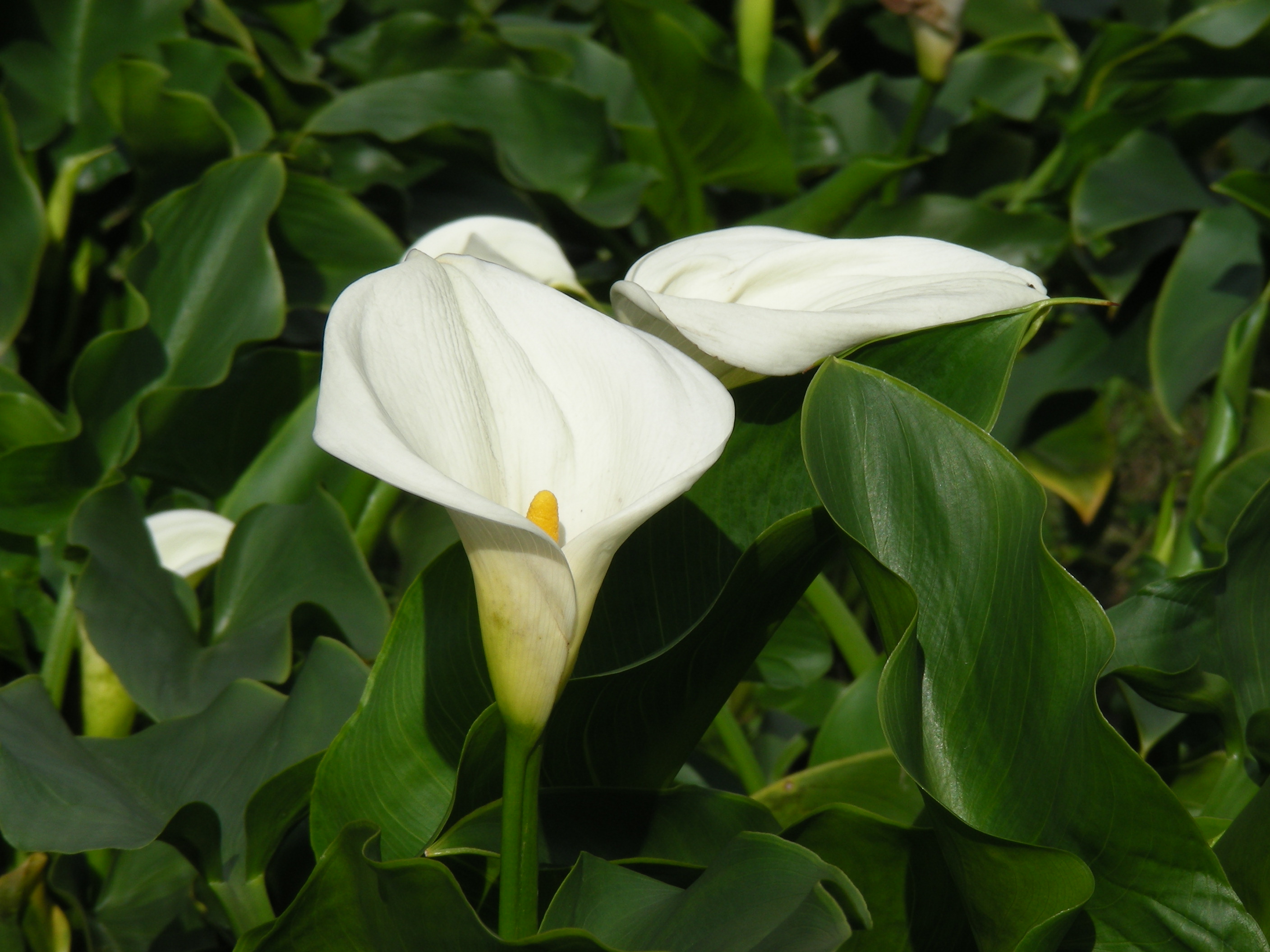  p data-id="ta9cswgdmvni">海芋( i>alocasia odora /i> (roxburgh)