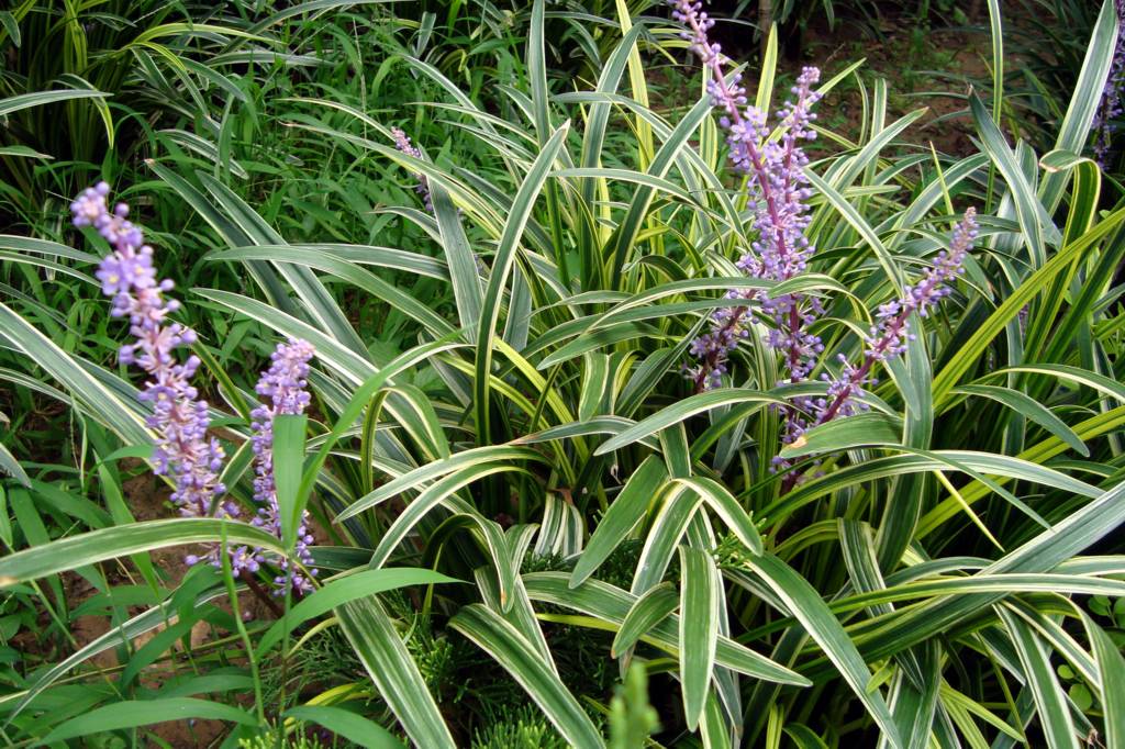  p>花叶燕麦草属 a href="#">禾本科 /a>, a href="#" data-lemmaid="