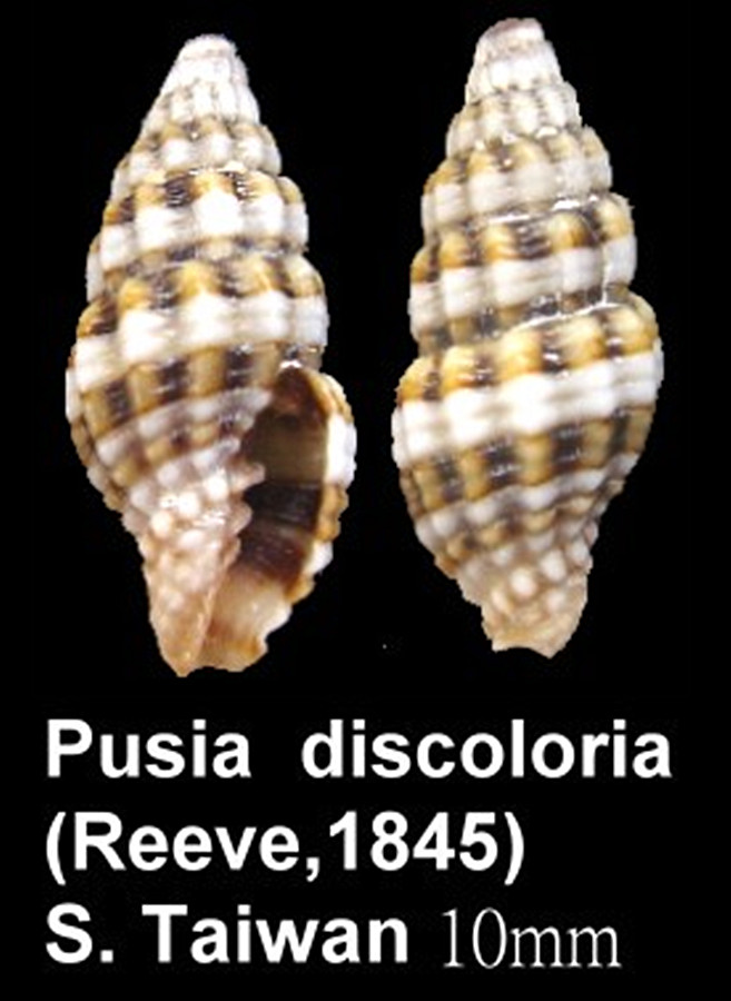 item/贝壳/1970" data-lemmaid="1970">贝壳 /a>一般呈纺锤状或圆筒形