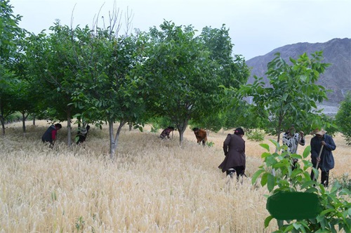  p>西藏自治区林芝市朗县仲达镇辖行政村,镇政府驻地.