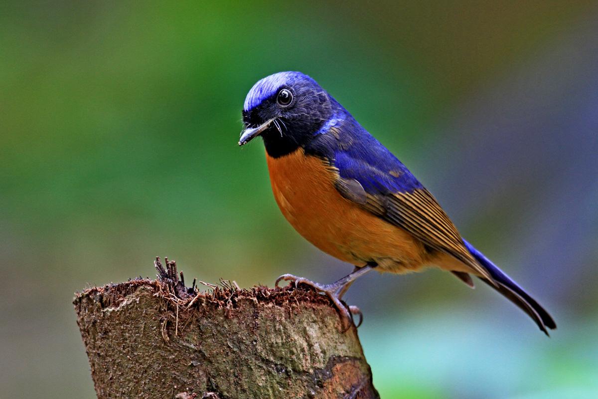  p>热带王霸鹟,拉丁学名tyrannus melancholicus(命名时间vieillot