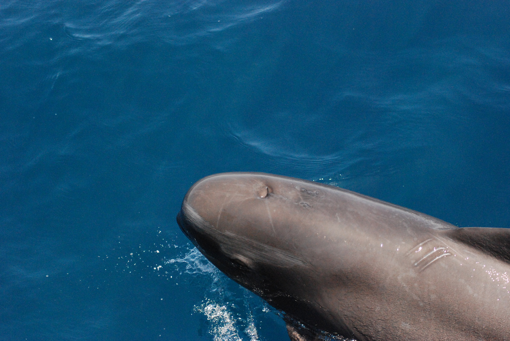 long-finned pilot whale
