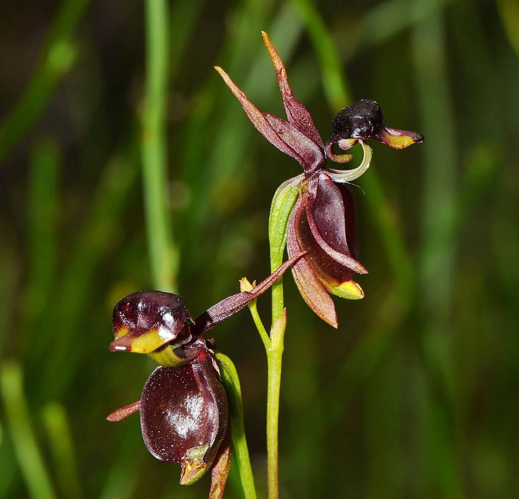  p>飞鸭兰(flying duck orchid)其花朵侧面像极了