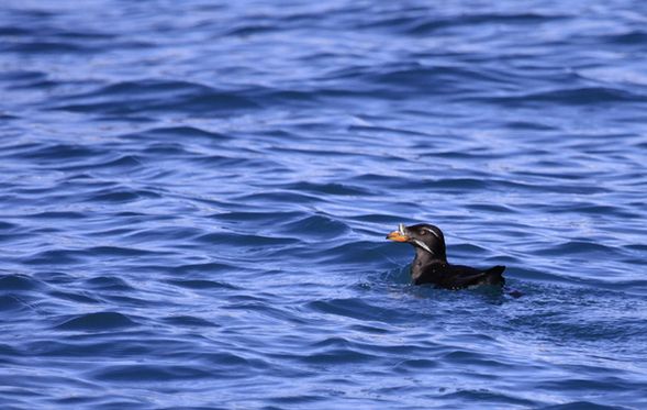 monocerata /i>),是 a target="_blank" href="/item/海雀科/2500571"