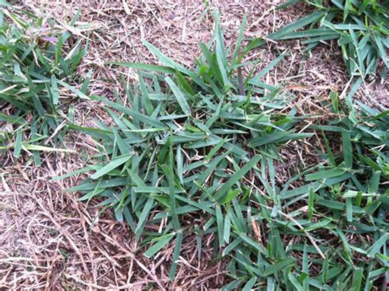 蜈蚣草图片(蜈蚣草图片 吃法)