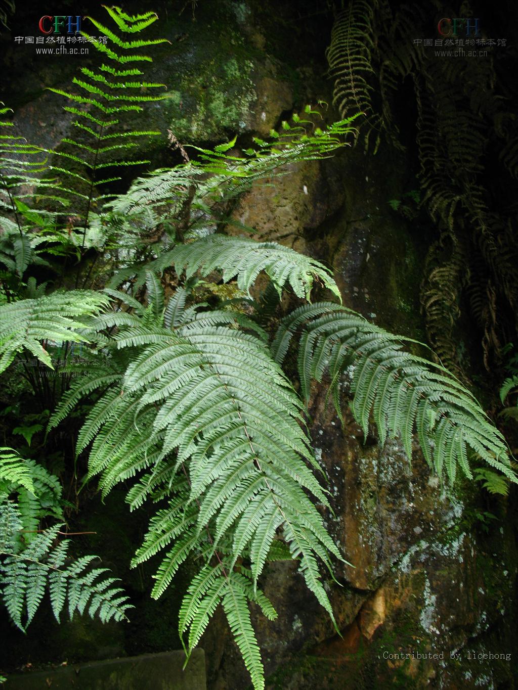  p>凤尾蕨(学名: i>pteris cretica l. var. nervosa /i>  (thunb.