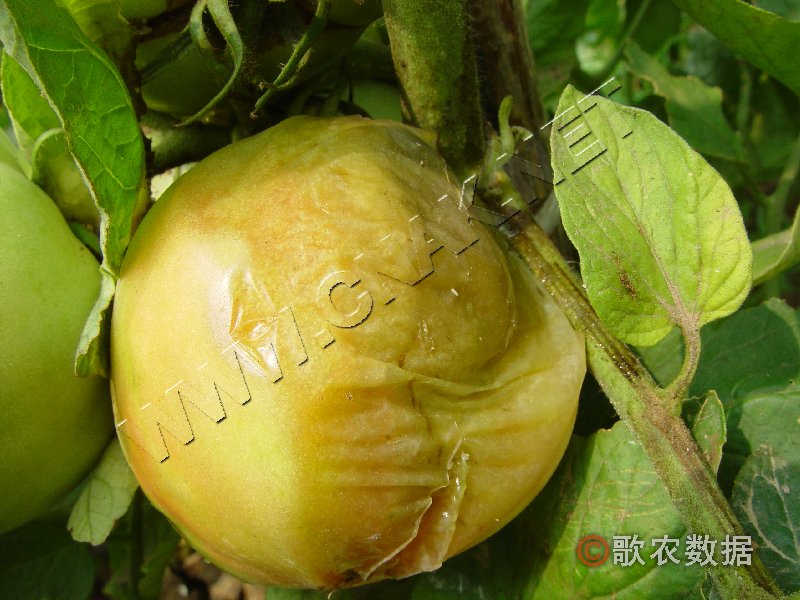 番茄酸腐病
