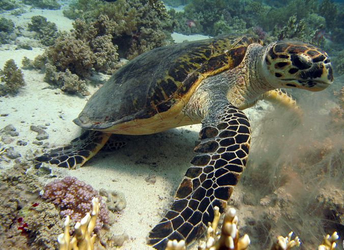 玳瑁(学名:eretmochelys imbricata):属<a target="