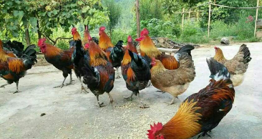  p>南丹瑶鸡原产于广西南丹县的里湖,八圩两个 a target="_blank"