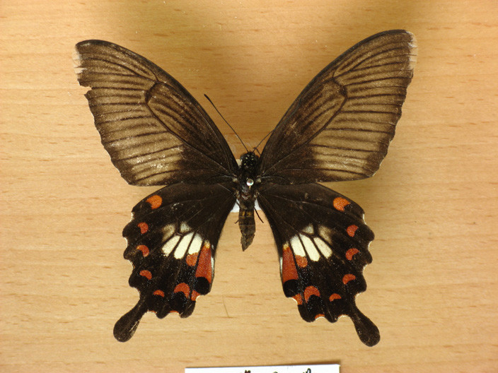  p>凤蝶是鳞翅目(lepidoptera) a href="#" data-lemmaid="2103696">